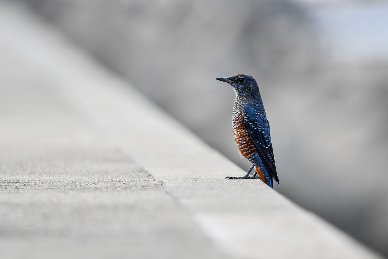Using Bird-Friendly Designs in Urban Areas to Improve Biodiversity